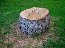Trusted East Hills, NY Tree Services Experts