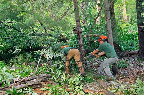 Best Arborist Consultation Services  in East Hills, NY